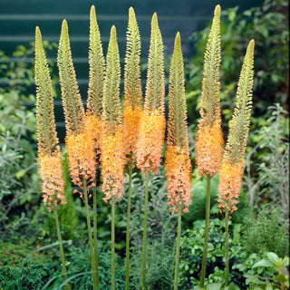 Eremurus - Cleopatra - Regina esotica delle bordure