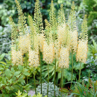 Eremurus - Tropical Dream - Effetto spettacolare in estate