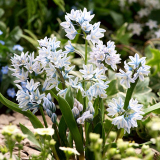 Puschkinia - Delicato tocco di azzurro primaverile - 10 bulbi