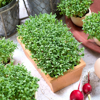 Microgreens - Crescione - Per panini, insalate, creme - Busta Gigante - 1 kg - Semi Premium