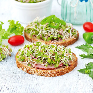 Semi per germogli - Ravanello Daikon - Delicato e succoso - sapore fresco - Busta Grande - 100 g