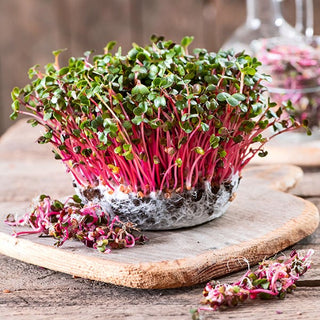Microgreens - Ravanello - Delizioso complemento per i piatti - Busta Grande - 250 g - Semi Premium