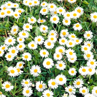 Margheritina dei Prati - Ideale per prati, resistente al taglio - Bellis perennis - 10 g