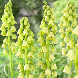 Fritillaria persica - Alba - Decorazione primaverile esotica