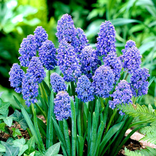 Muscari - Blue Spike - Colore intenso, effetto straordinario - 10 bulbi