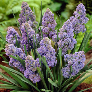 Muscari - Fantasy Creation - Primo annuncio di sole primaverile - 10 bulbi