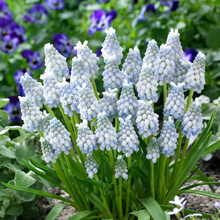 Muscari - Peppermint - Tocco delicato per l’aiuola - 10 bulbi