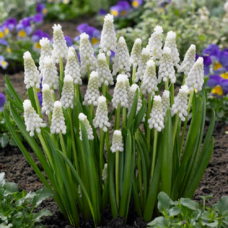 Muscari - Siberian Tiger - Gioiello da giardino in bianco - 10 bulbi