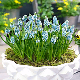 Muscari - Aqua Magic - Fiori piccoli di grande effetto - 10 bulbi