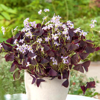 Oxalis triangularis - Delicatezza romantica porpora - 5 bulbi