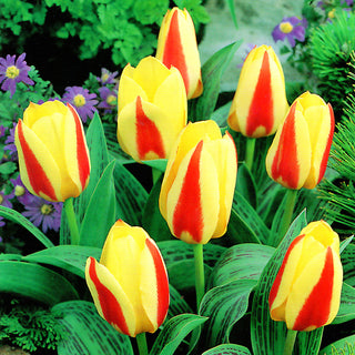 Tulipano - Gluck - Tulipa - Ideale per bordure basse e vasi - 5 bulbi