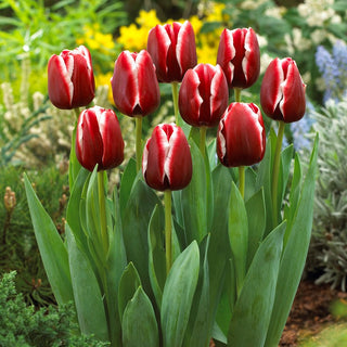 Tulipano - Armani - Tulipa - Eleganza racchiusa nel tulipano - 5 bulbi