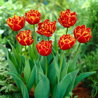 Tulipano - Allegretto - Tulipa - Ideale, resistente alle condizioni difficili - 5 bulbi