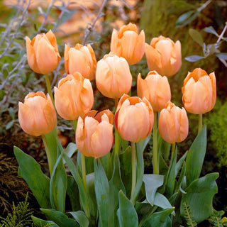 Tulipano - Apricot Beauty - Tulipa - Colore caldo, annuncio di primavera - 5 bulbi
