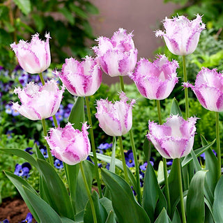 Tulipano - Aria Card - Tulipa - Resistenza e bellezza unite - 5 bulbi