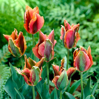 Tulipano - Artist - Tulipa - Tulipano dall’anima artistica - 5 bulbi