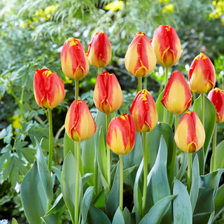 Tulipano - Banja Luka - Tulipa - Steli alte, effetto deciso - 5 bulbi