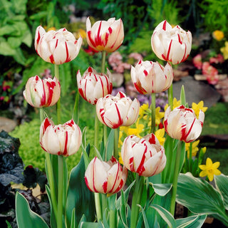 Tulipano - Carnaval de Nice - Tulipa - Bellezza senza complicazioni - 5 bulbi