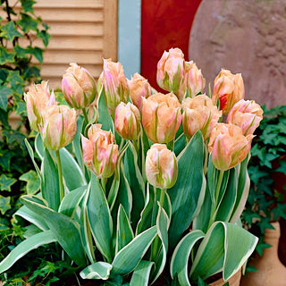 Tulipano - China Town - Tulipa - Colori primaverili nella loro forma più bella - 5 bulbi
