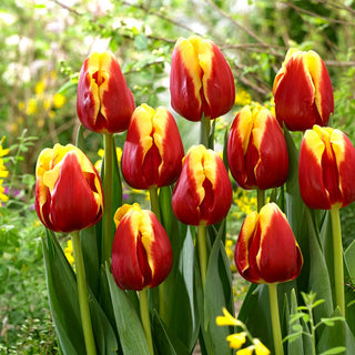 Tulipano - Denmark - Tulipa - Steli alti, slanciati e resistenti - 5 bulbi