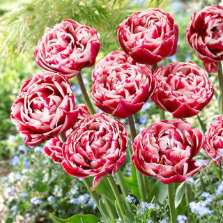 Tulipano - Drumline - Tulipa - Delicato contrasto con il verde delle foglie - 5 bulbi