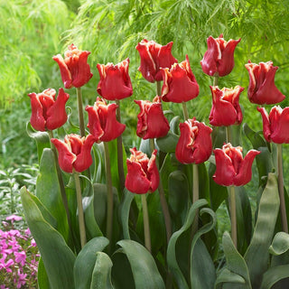 Tulipano - Elegant Crown - Tulipa - Classico in versione moderna - 5 bulbi