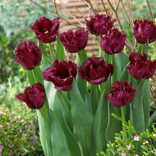 Tulipano - Gorilla - Tulipa - Stile moderno, altezza notevole - 5 bulbi