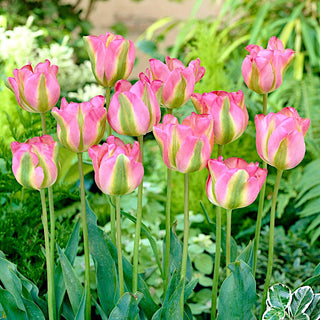 Tulipano - Greenland - Tulipa - Eleganza e resistenza in uno - 5 bulbi