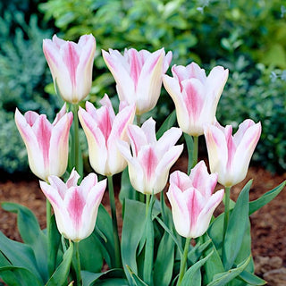Tulipano - Holland Chic - Tulipa - Fiori eleganti e incantevoli - 5 bulbi