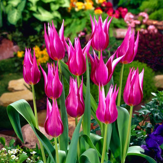 Tulipano - Maytime - Tulipa - Fiori viola eleganti in giardino - 5 bulbi