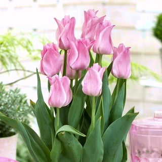Tulipano - Miss Elegance - Tulipa - Rosa elegante in aprile e maggio - 5 bulbi