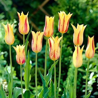 Tulipano - Mona Lisa - Tulipa - Energia di primavera in ogni fiore - 5 bulbi