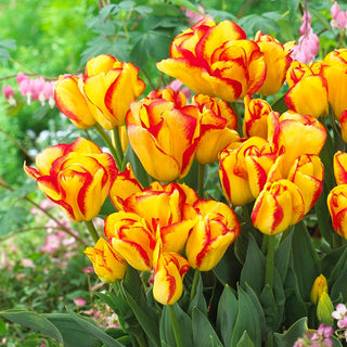 Tulipano - Outbreak - Tulipa - Esplosione primaverile di colori vivaci - 5 bulbi