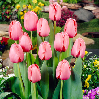 Tulipano - Pink Impression - Tulipa - Fiori dal delicato effetto perlato, raffinati - 5 bulbi