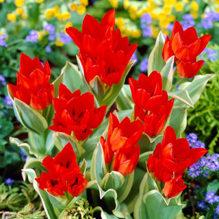 Tulipano - Praestans Unicum - Tulipa - Crea gruppi floreali di grande effetto - 5 bulbi