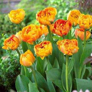 Tulipano - Sunlover - Tulipa - Splendida fioritura di lunga durata - 5 bulbi