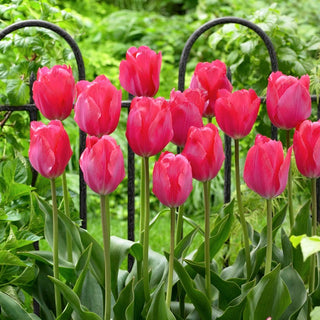 Tulipano - Van Eijk - Tulipa - Grandi fiori rosa classici - 5 bulbi