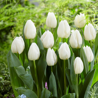 Tulipano - White Prince - Tulipa - Elegante e di straordinaria originalità - 5 bulbi