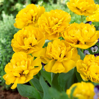 Tulipano - Yellow Pomponette - Tulipa - Crea tappeti primaverili scenografici - 5 bulbi