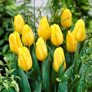 Tulipano - Giallo - Tulipa - Fiori solari che attirano lo sguardo - 5 bulbi