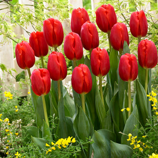 Tulipano - Rosso - Tulipa - Accento scenografico in giardino - 5 bulbi
