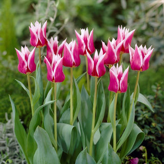 Tulipano fior di giglio - Claudia - Tulipa - Fiore per un giardino speciale - 5 bulbi