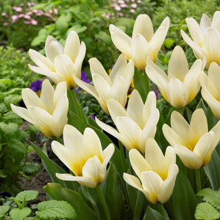 Tulipano - Concerto - Tulipa - Classico in tonalità crema - 5 bulbi