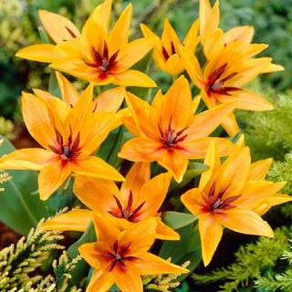 Tulipano - Praestans Shogun - Tulipa - Colore intenso, crescita compatta - 5 bulbi