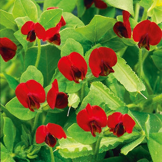 Ginestrino Purpureo - Per il giardino e per la cucina - 2 in 1 - Tetragonolobus purpureus - Semi Premium