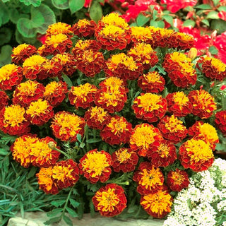 Tagete - Champion Flame - Esplosione di colori per aiuole fiorite - Tagetes patula