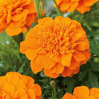 Tagete - Mandarin - Fiori arancioni sferici - Tagetes patula
