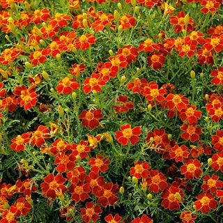 Tagete tenuifolia - Red Gem - Colore rosso scuro eccezionale - Tagetes tenuifolia