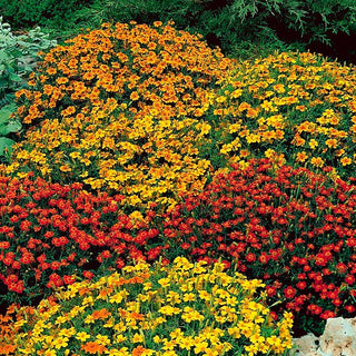 Tagete tenuifolia - Starfire - Miscela multicolore - Tagetes tenuifolia