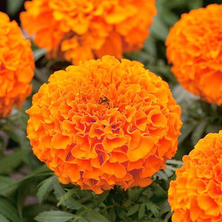 Tagete erecta Nana - Calando Arancione - Colori straordinari dei fiori - Tagetes erecta